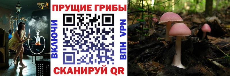 Псилоцибиновые грибы Psilocybe  Хадыженск 